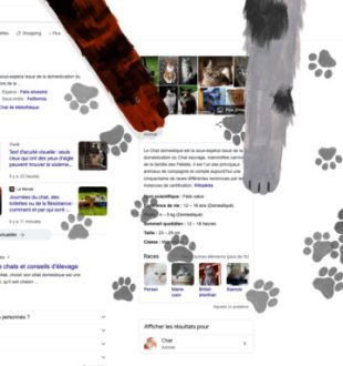 Le doodle chat de Google // Source : Capture Numerama