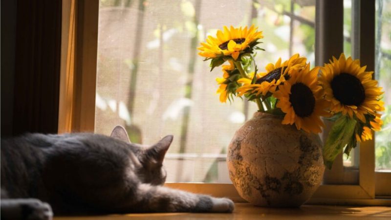 Comment aérer au mieux pour se protéger de la chaleur pendant une canicule ?