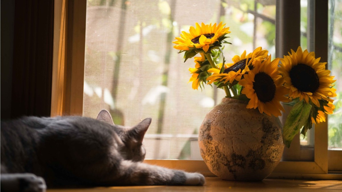 Un chat et un tournesol. // Source : Pexels