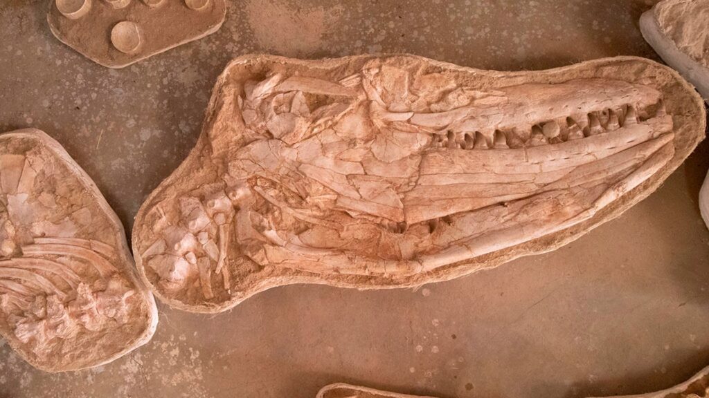 Crâne de Thalassotitan Atrox. // Source : University of Bath