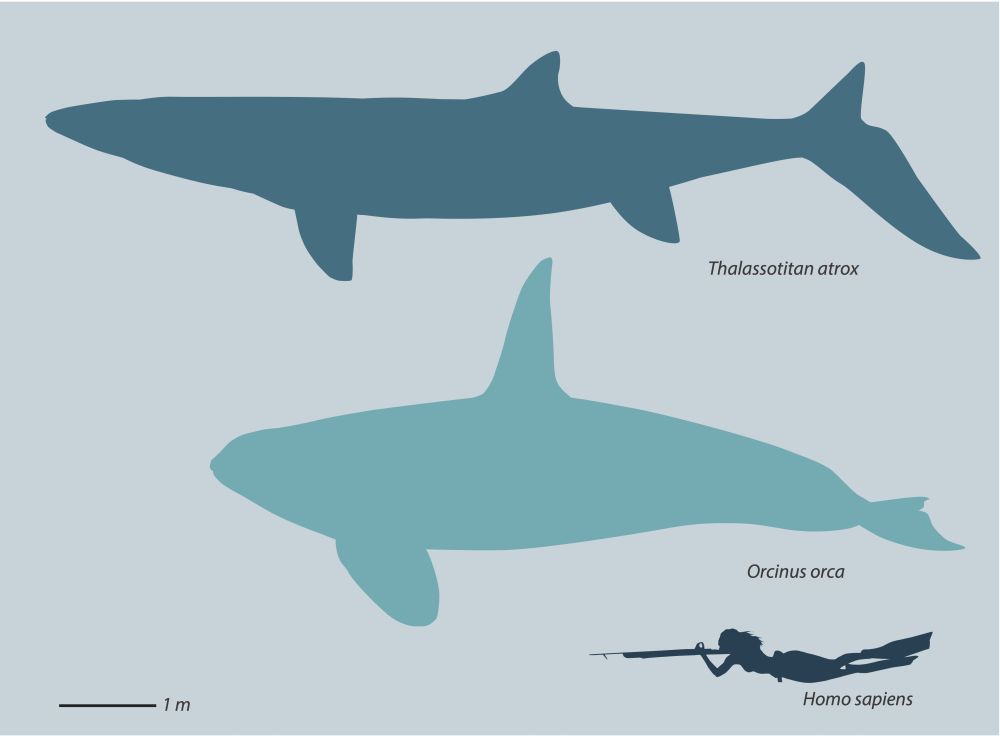 Comparaison en taille entre le Thalassotitan, l'orque et l'humain adulte. // Source : University of Bath