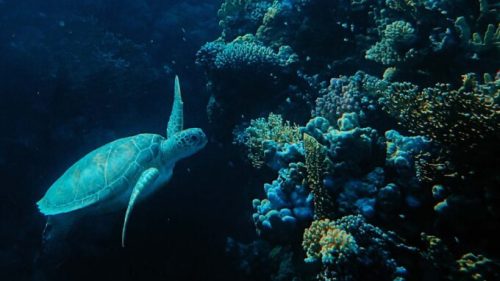 Tortue autour de coraux. // Source : Pexels