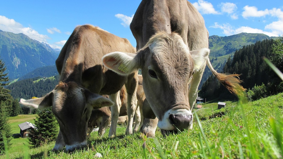 Des vaches en train de paître. // Source : Pixabay