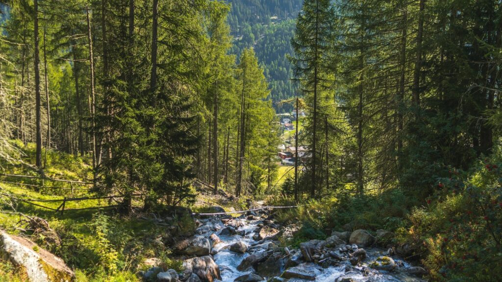 Les arbres jouent un rôle clé dans les écosystèmes. // Source : Pexels