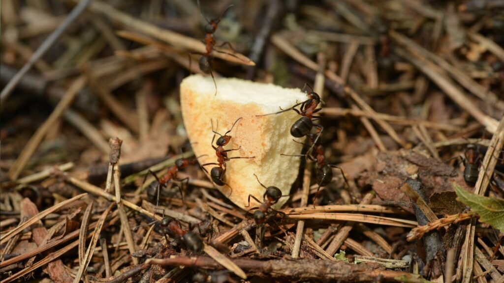 Le nombre de fourmis sur Terre se compte en millions de milliards. Et le chiffre est probablement encore sous-estimé. // Source : Pexels