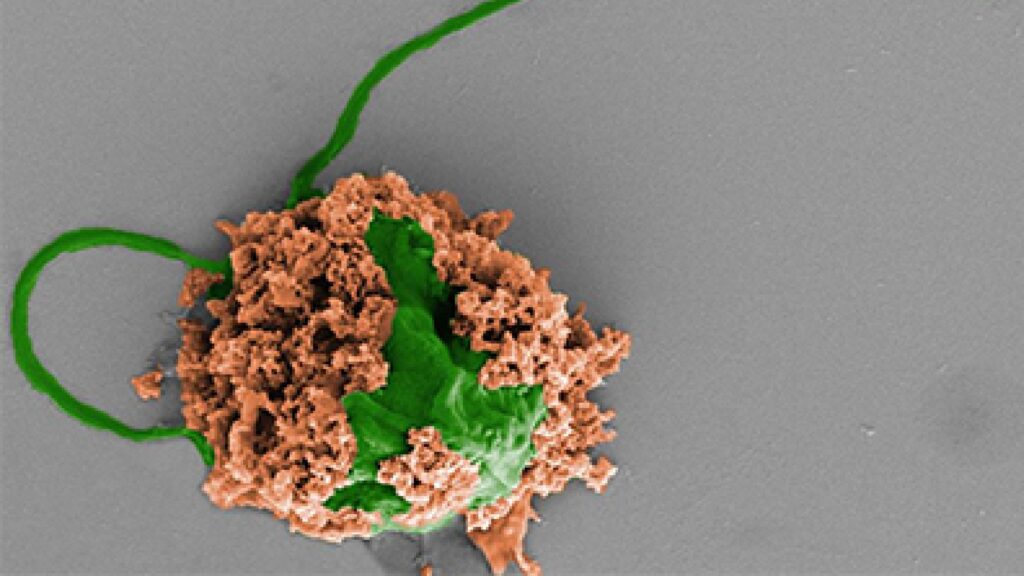 Ces microrobots sont conçus à partir de cellules d'algues et de membrane de globule blanc.  // Source : UCSD/Université San Diego