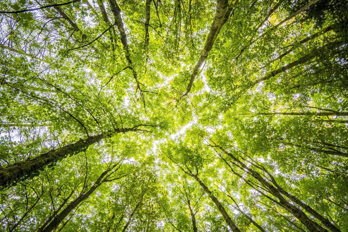 Remplacer des arbres anciens par des arbres jeunes : une anomalie écologique. // Source : Pexels