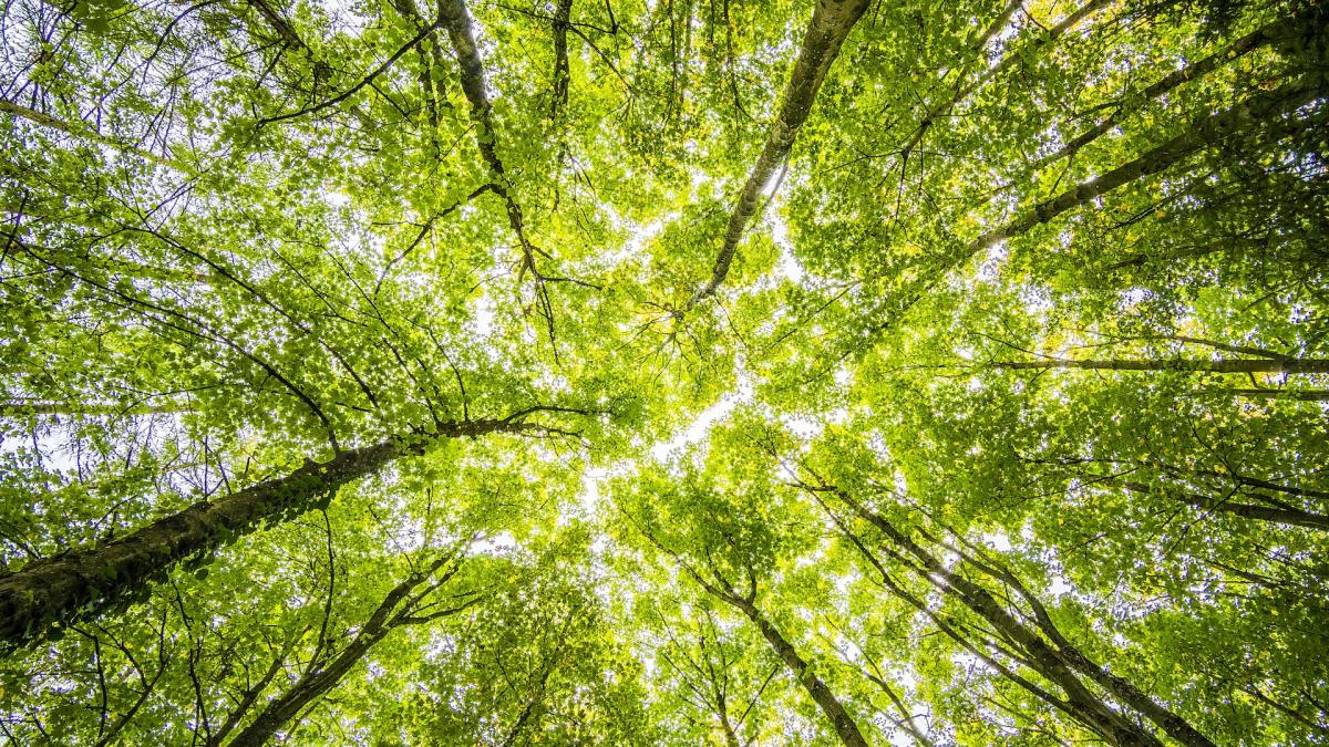 Remplacer des arbres anciens par des arbres jeunes : une anomalie écologique. // Source : Pexels