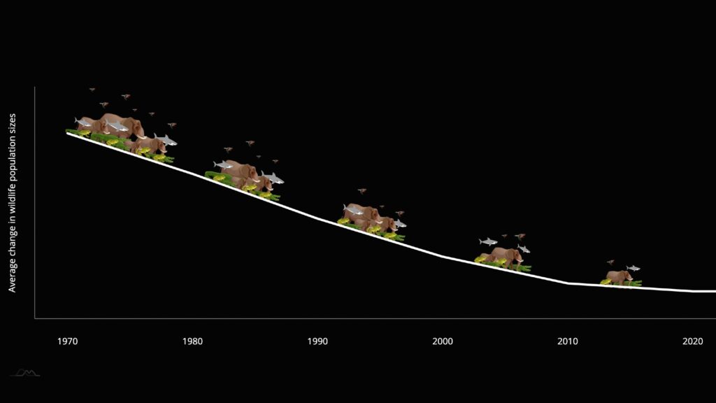 De nombreuses espèces animales de vertébrés s'éteignent depuis 1970. // Source : WWF