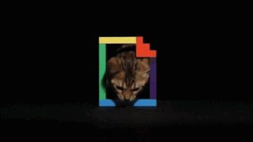 Logo de Giphy et un chat mignon. // Source : Giphy (extrait)