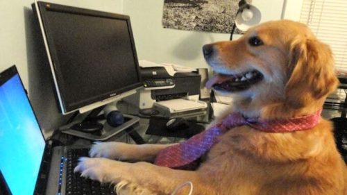 Sur internet, personne ne sait que vous êtes un chien