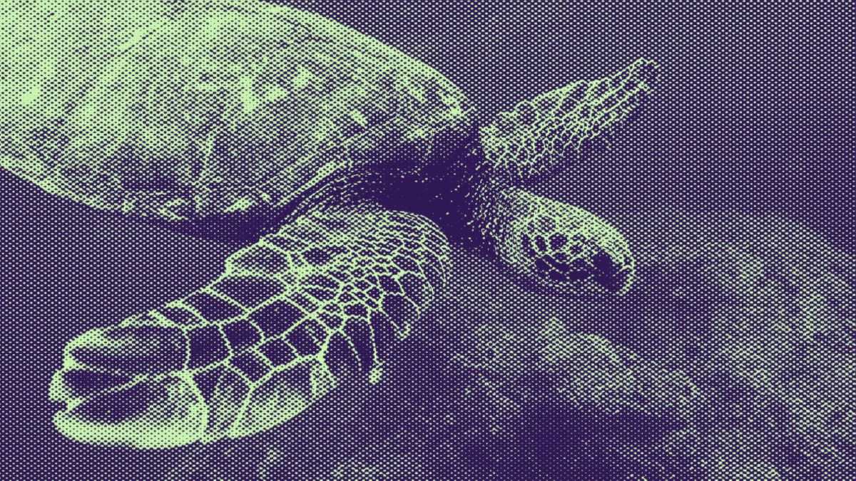 Tortue // Source : Pixabay/modifié