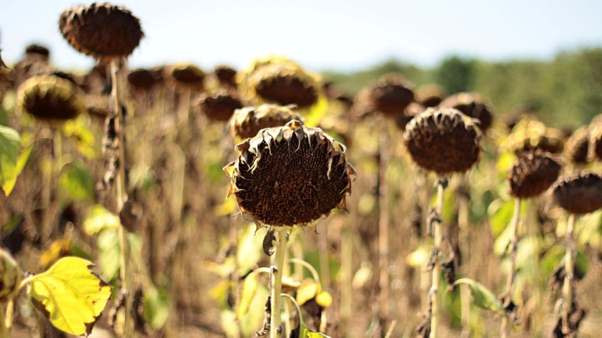 Tournesols séchés par la chaleur. // Source : Canva