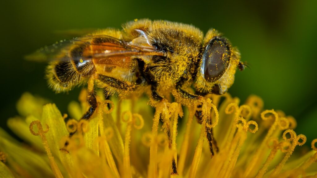 Les abeilles ont un rôle essentiel dans les écosystèmes : elles sont pollinisatrices. // Source : Pexels