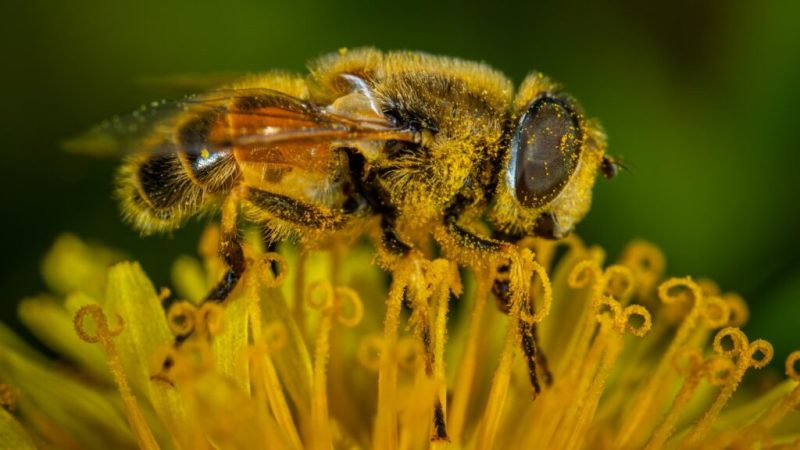 Allergies : comment votre smartphone peut vous aider à esquiver les pollens
