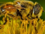 Les abeilles ont un rôle essentiel dans les écosystèmes : elles sont pollinisatrices. // Source : Pexels Les abeilles ont un rôle essentiel dans les écosystèmes : elles sont pollinisatrices. // Source : Pexels