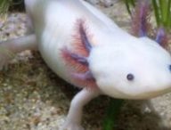Un axolotl. // Source : Pexels