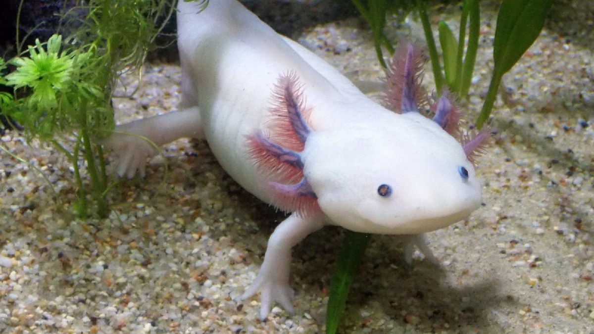 Un axolotl. // Source : Pexels