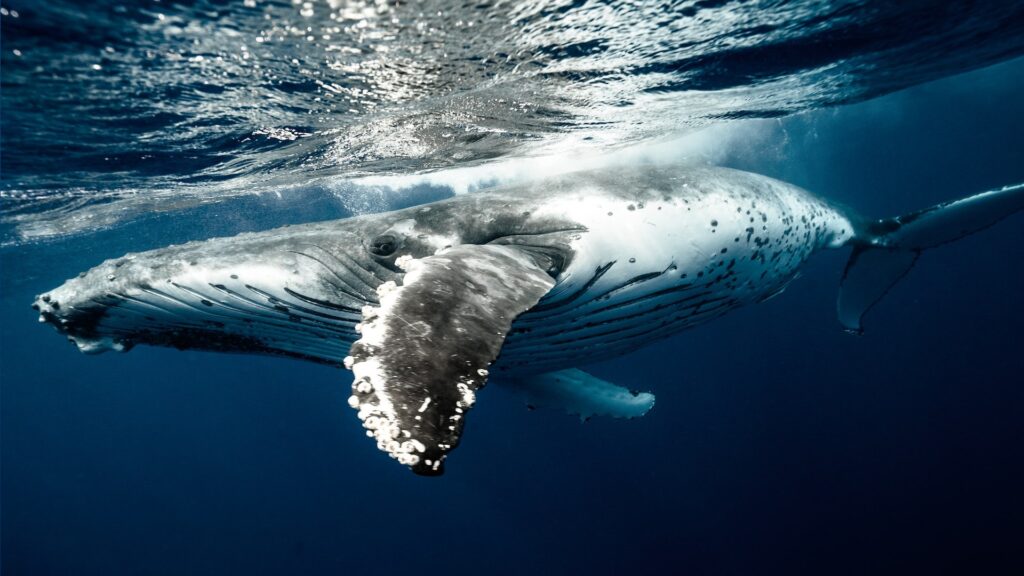 Certaines espèces de baleines consomment du krill, d'autres plutôt du poisson. // Source : Pexels