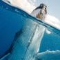 Blue whales // Source: Pexels Blue whales // Source: Pexels