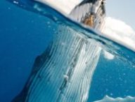 Baleines bleues // Source : Pexels