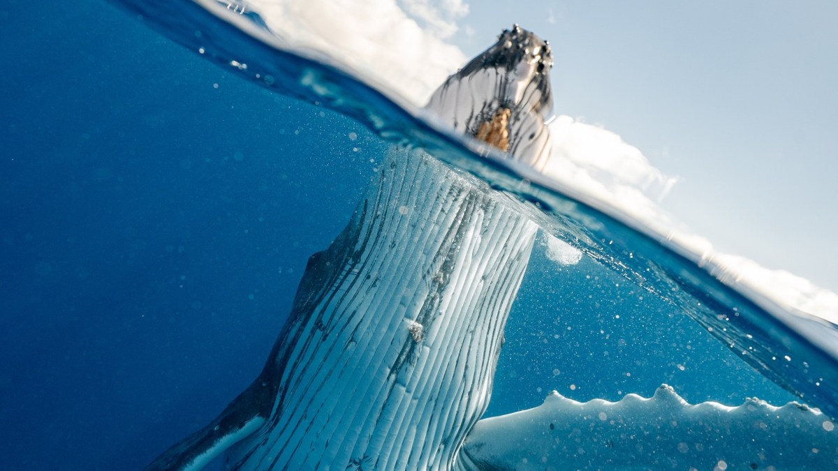 Baleines bleues // Source : Pexels