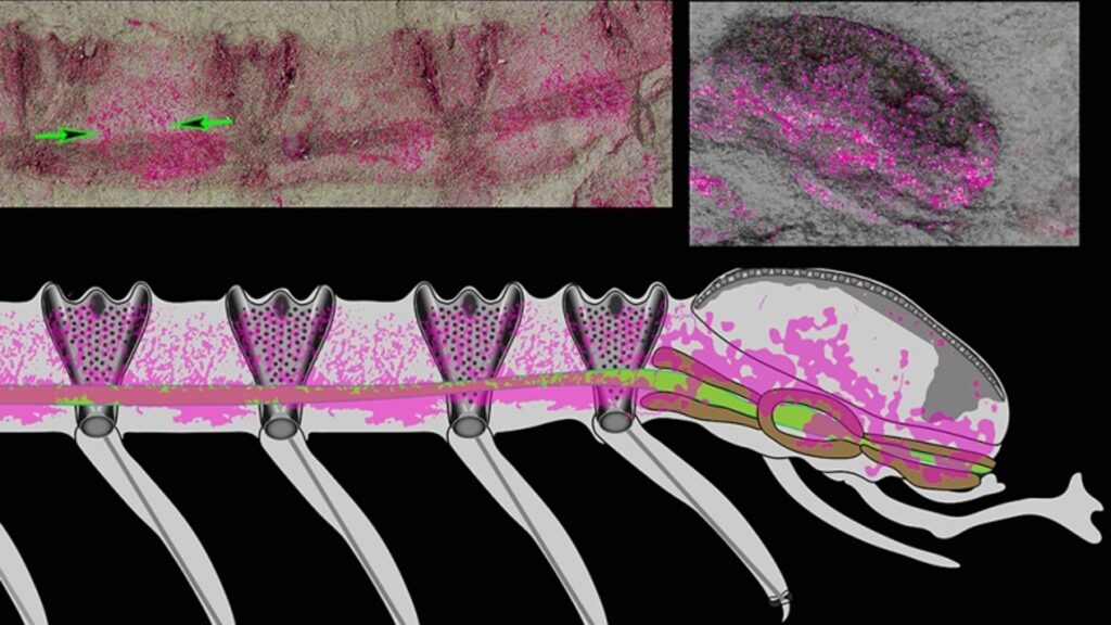 Digitization of the fossil.  In pink, the preserved nervous tissues.  // Source: Science, King's College London