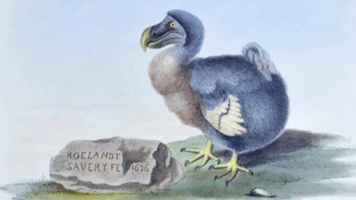 Le dodo. // Source : Strickland, H. E. / Roelandt Savery