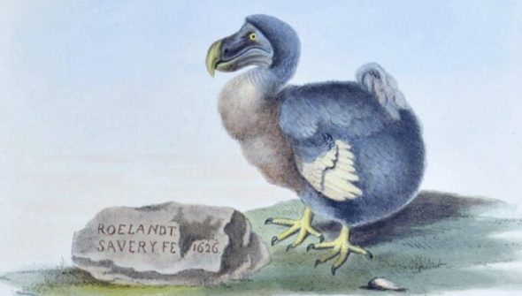 Le dodo. // Source : Strickland, H. E. / Roelandt Savery
