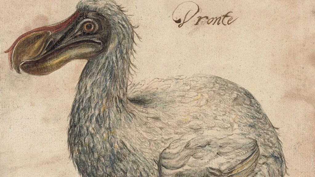 Le dodo, ou Dronte pour sa vraie dénomination. // Source : Illustration, Christie's, LotFinder