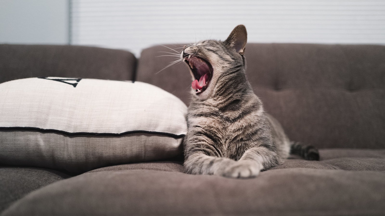 Pourquoi le bâillement est-il si contagieux quand on voit quelqu'un
