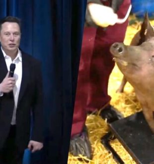 Tests sur des cochons par Neuralink en 2020 avec Elon Musk. // Source : Neuralink (2020)