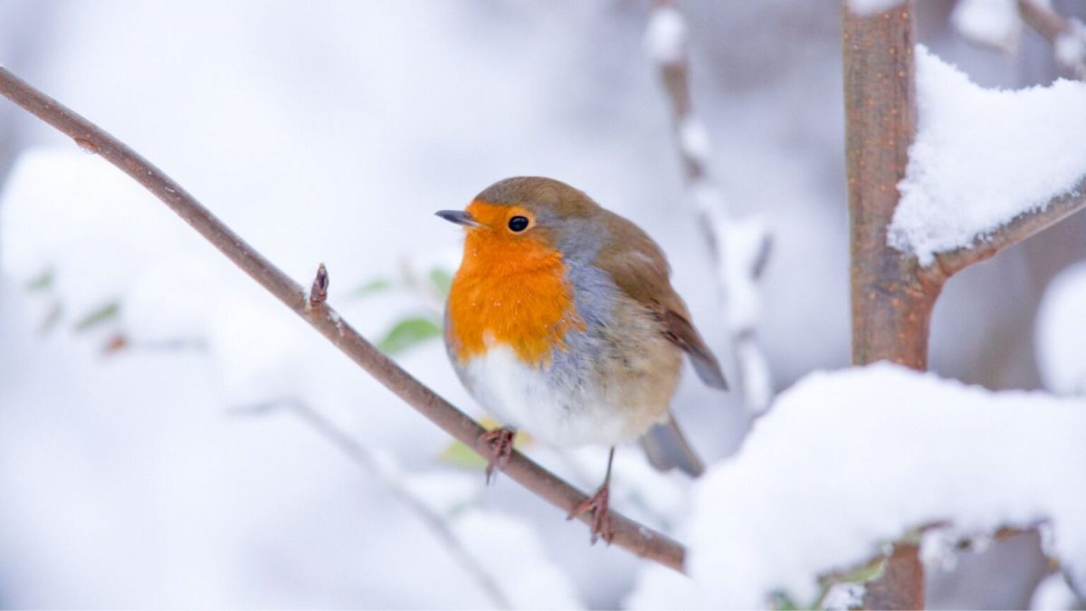 Un oiseau dans la neige. // Source : Canva