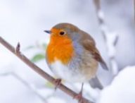 Un oiseau dans la neige. // Source : Canva
