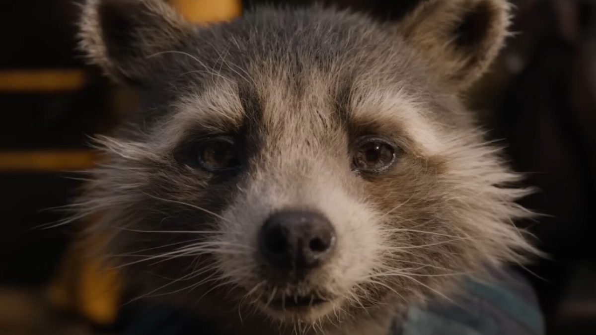 Rocket dans Guardians of the Galaxy Vol.3 // Source : Marvel