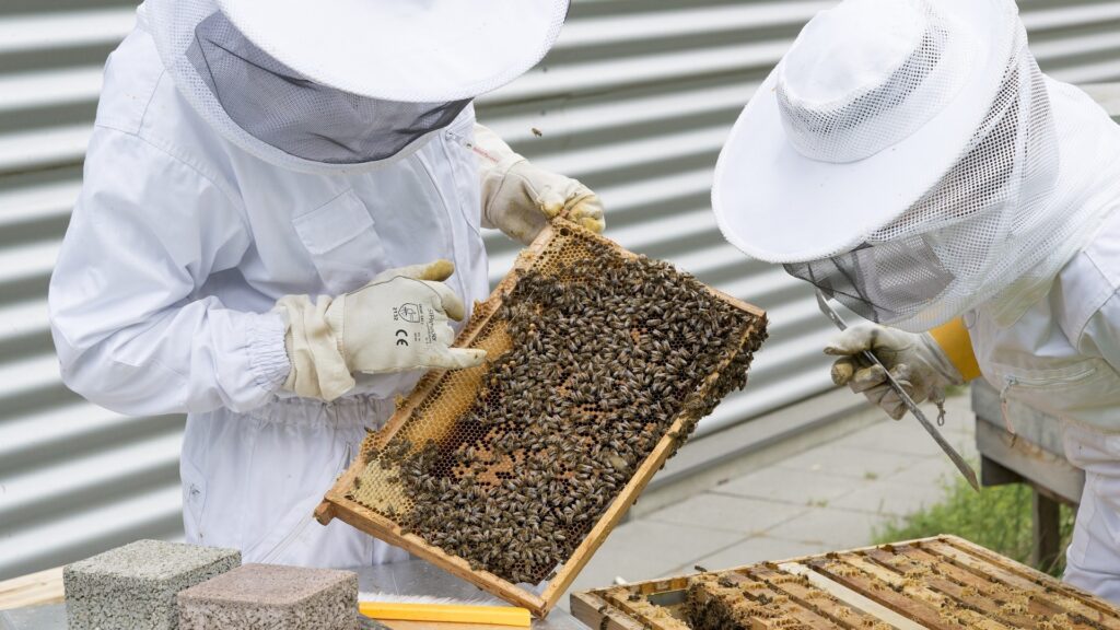 Les apiculteurs doivent brûler l'intégralité d'une ruche si elle est atteinte par cette maladie. // Source : Pixabay