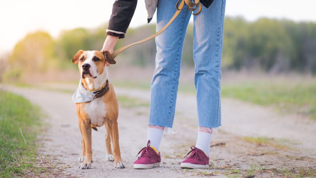 Les chiens inclus dans cette étude étaient des animaux de compagnie. // Source : Canva