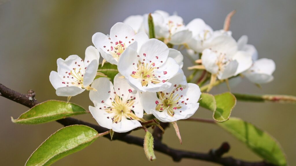 Des fleurs de poirier, avant que les fruits ne se forment // Source : Pixabay