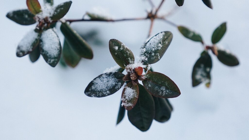 La période douce aura des impacts sur les plantes. // Source : Pexels