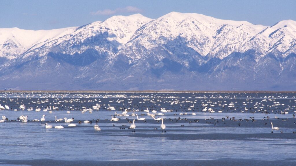 Le Grand lac salé est l'habitat de 10 millions d'oiseaux migrateurs chaque année. // Source : Dr. Dwayne Meadows, NMFS/OPR