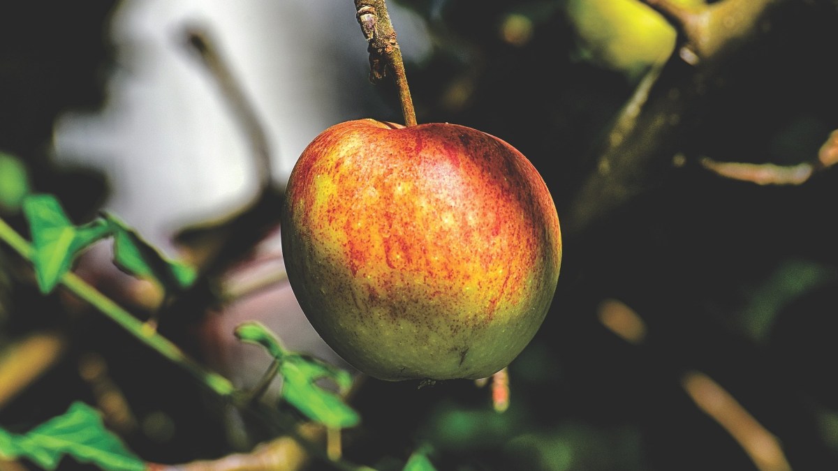 Une pomme. // Source : Pixabay