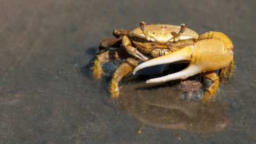 Un crabe. // Source : Pixabay