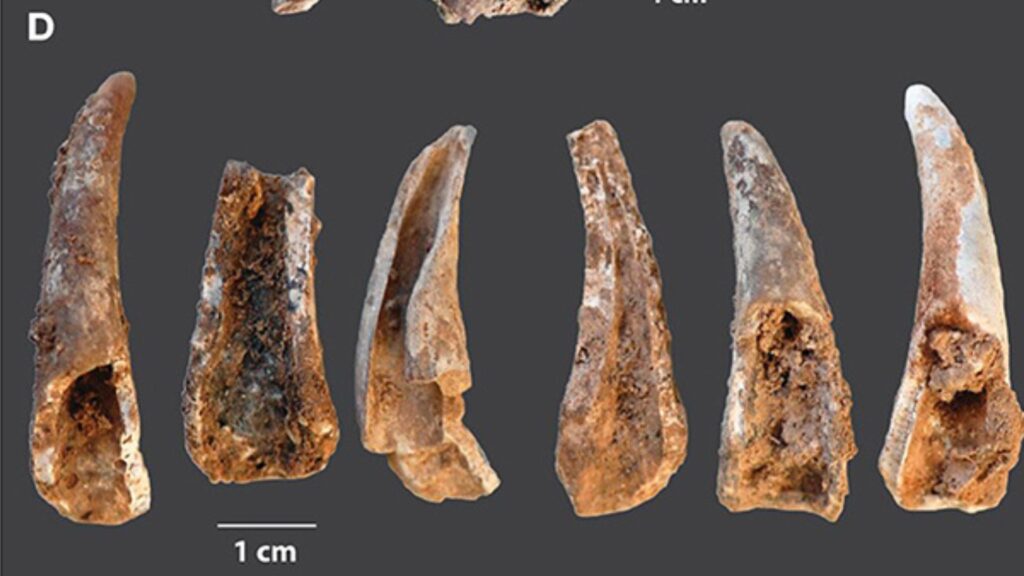 Des pattes de crabe grillées il y a 90 000 ans // Source : FrontierSin, 8 février 2023