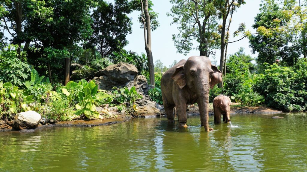 Les éléphants jouent un rôle dans la biodiversité et le stockage du carbone. // Source : Pixabay