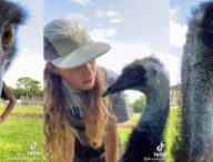 Emmanuel l'emeu est devenu célèbre // Source : instagram/knucklebumpfarms
