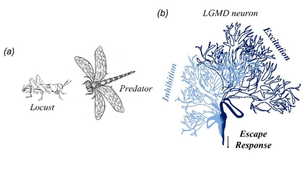 Illustration du neurone LGMD, utilisé pour l'évitement chez les insectes. // Source : ACS Nano