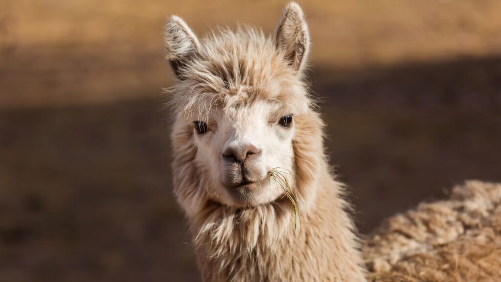 A cute llama, almost like LLaMA // Source: Canva