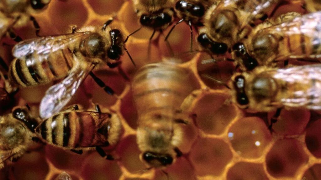 Photographie macro d'une abeille en train de « danser », observée par d'autres abeilles. // Source : Scott Camazine/Science Source/Couverture