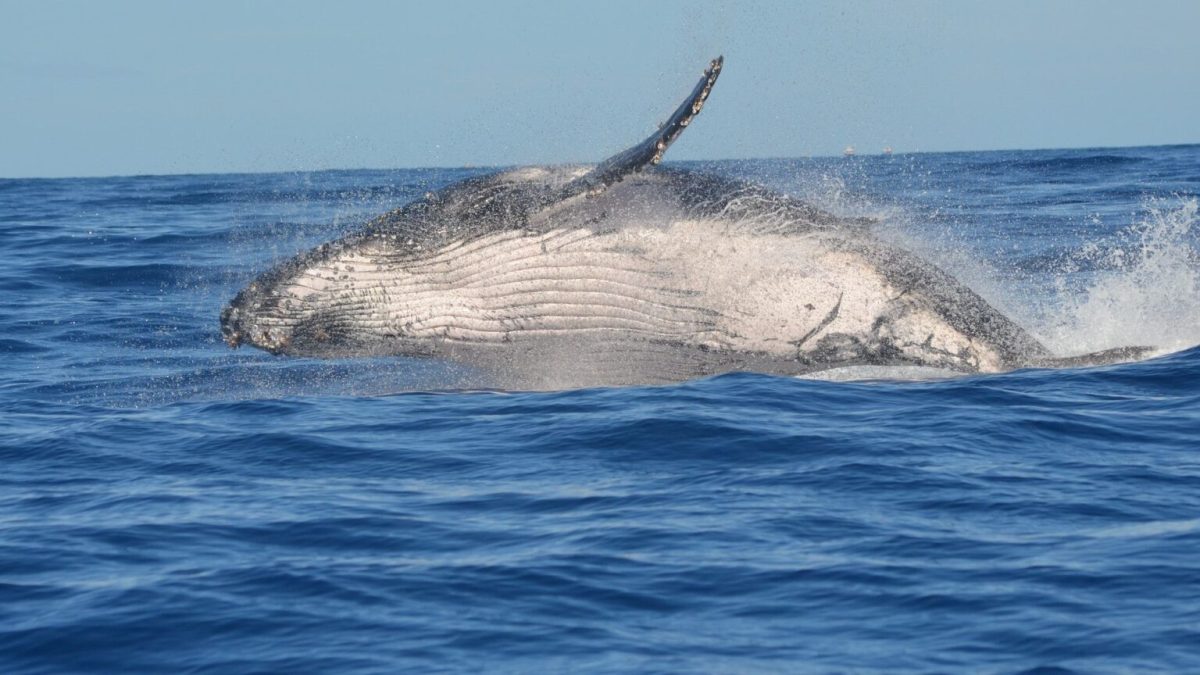 Baleine à bosse // Source : pexels