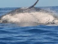 Baleine à bosse // Source : pexels